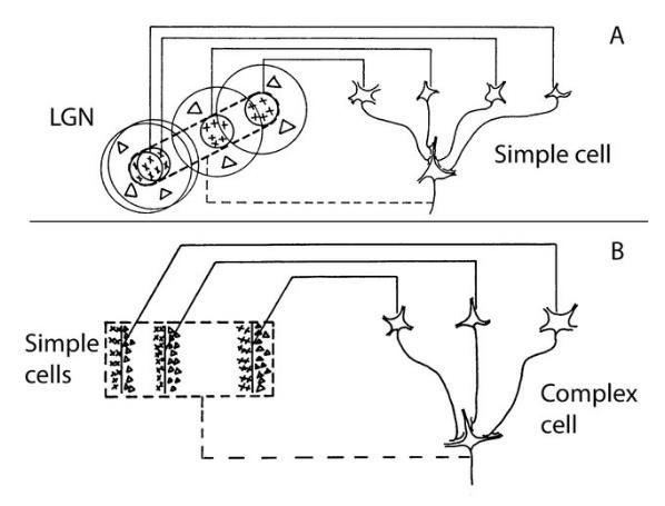 Simple and Complex Cells