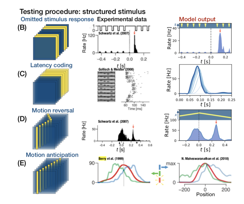 Predictive coding in deep retina CNN