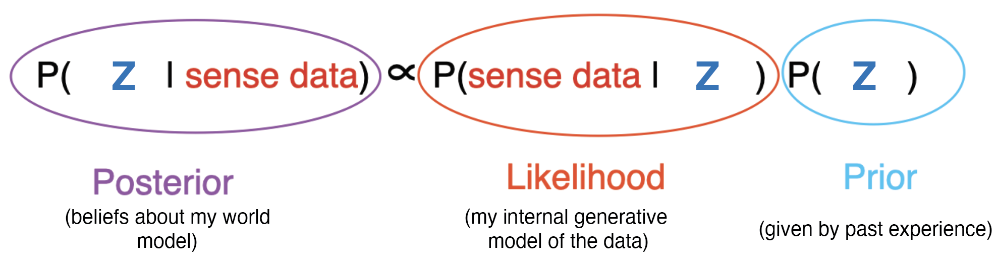 Bayes Rule for P Brain