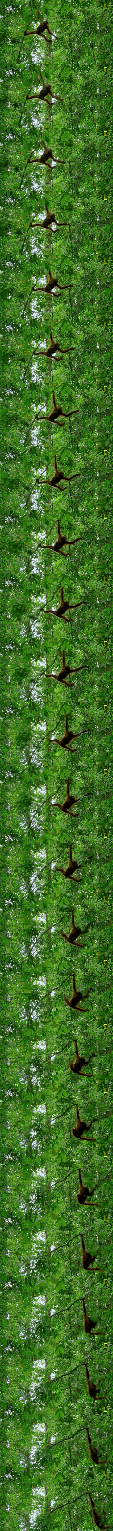 Orangutan swinging