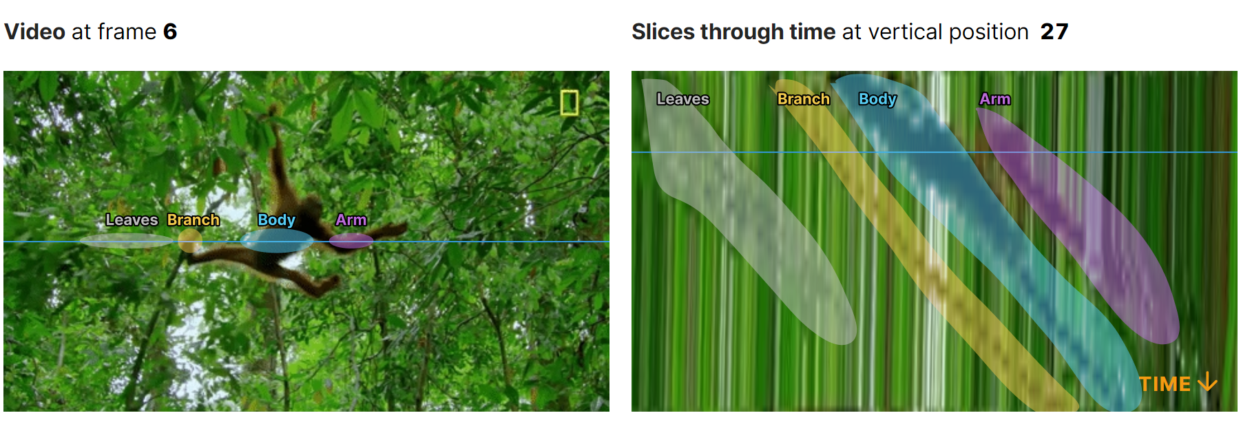 Orangutan Space-time Annotations